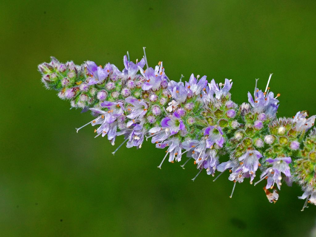 Mentha ID